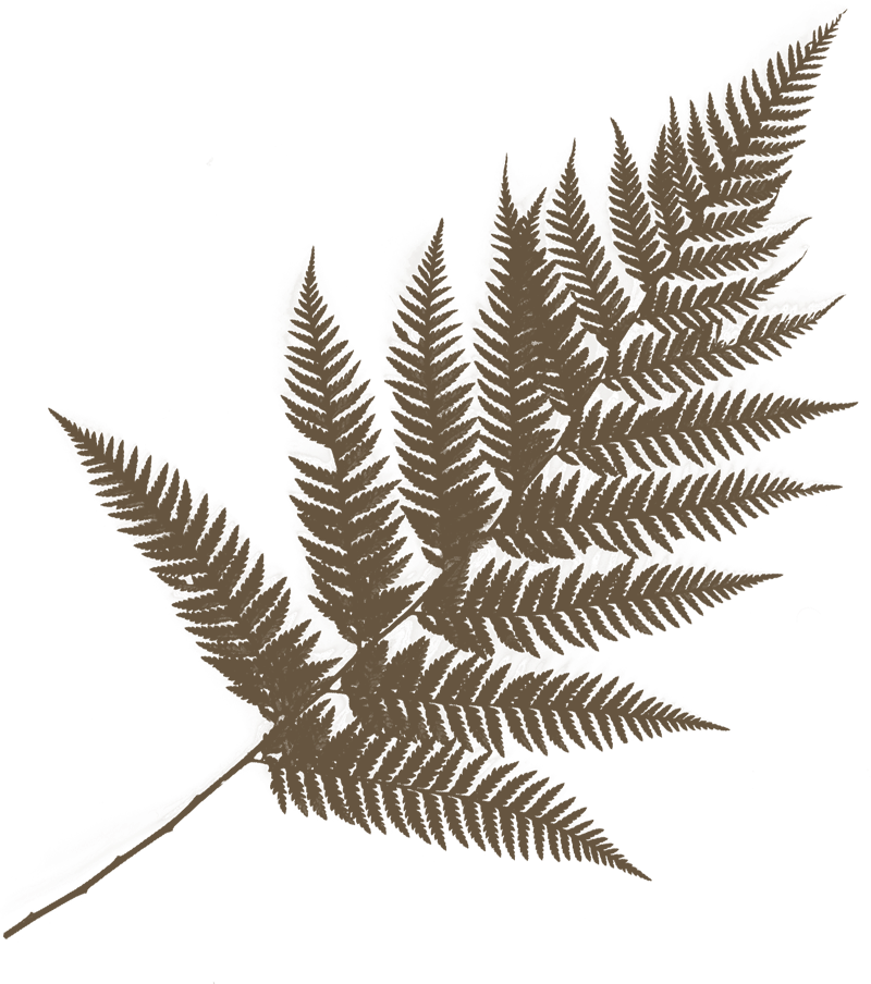 fern leaf
