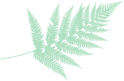fern leaf