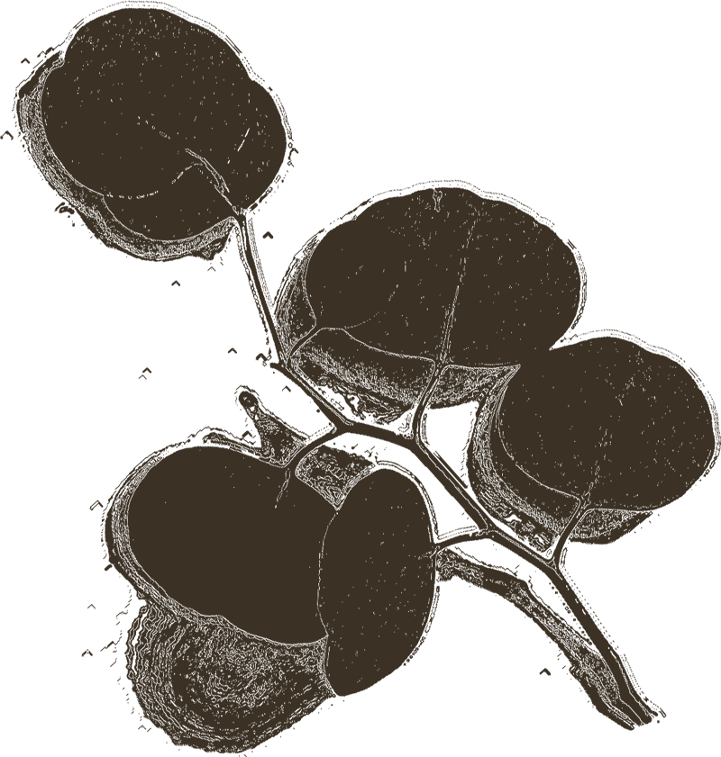 eucalyptus leaves